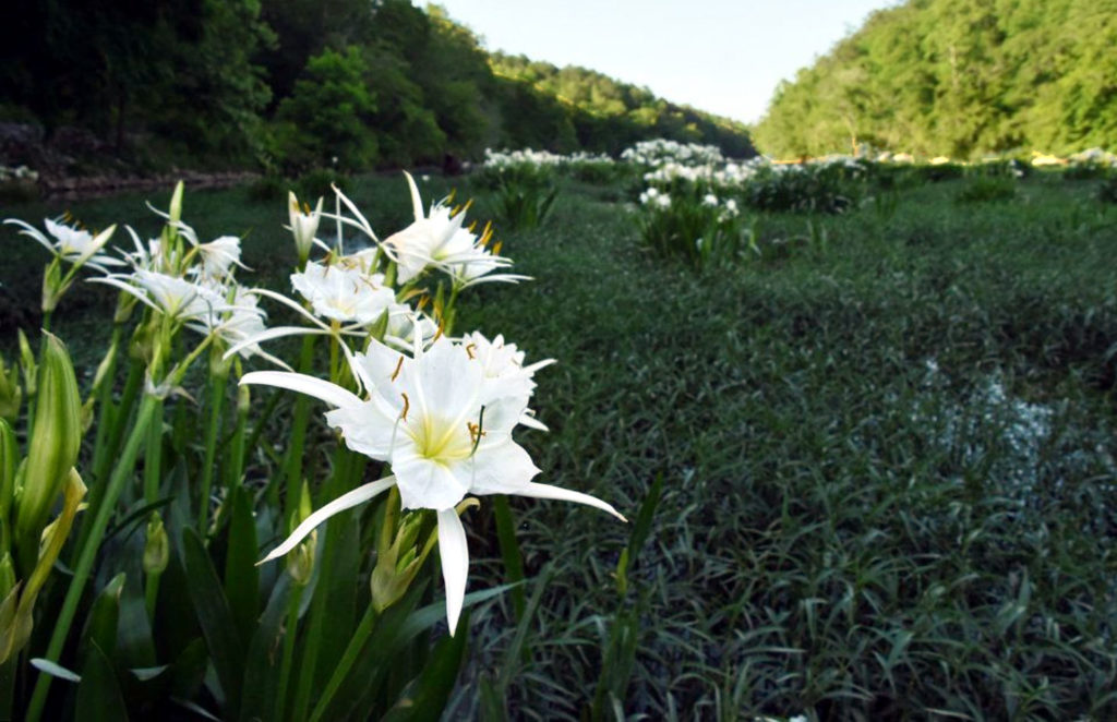 2017-05-06-Cahaba-Lily-3