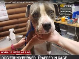 Dog Found in Cage, on Hwy 25 – Badly Burned
