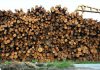 The Wall Street Journal Analyzes Southern Timber
