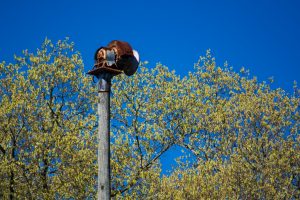 The manually-activated storm siren in Centreville, located just off of Courthouse Square begind the County Commission Office (aka. the Rock Building).