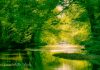 Gemini Shutter Works - Creek Tree Canopy-1