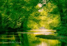 Arbor Day: What the Talladega National Forest Means to Bibb County Gemini Shutter Works - Creek Tree Canopy-1