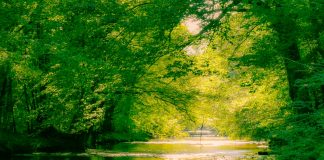 Gemini Shutter Works - Creek Tree Canopy-1