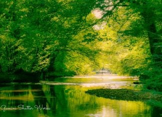 Gemini Shutter Works - Creek Tree Canopy-1