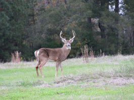 Using Trail Cameras this Deer Season