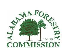 Alabama Faces Record Pine Beetle Infestation Alabama Faces Record Pine Beetle Infestation